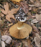 Cortinarius xanthodryophilus image