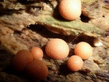 Lycogala epidendrum image