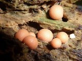 Lycogala epidendrum image