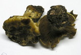 Cortinarius xanthodryophilus image