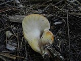Bondarzewia occidentalis image