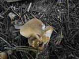 Bondarzewia occidentalis image