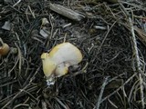 Bondarzewia occidentalis image