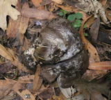 Cortinarius glaucopus image