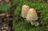 Coprinopsis variegata image