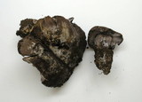 Cortinarius glaucopus image