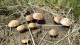 Protostropharia semiglobata image