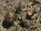 Nolanea substrictior image