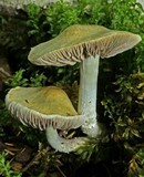 Stropharia caerulea image