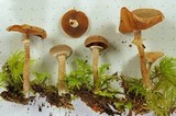 Tubaria confragosa image