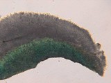 Chlorociboria aeruginascens image