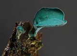 Chlorociboria aeruginascens image