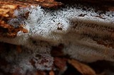 Ceratiomyxa fruticulosa var. fruticulosa image