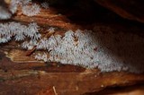 Ceratiomyxa fruticulosa var. fruticulosa image