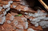 Ceratiomyxa fruticulosa var. fruticulosa image