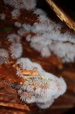 Ceratiomyxa fruticulosa var. fruticulosa image