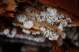 Ceratiomyxa fruticulosa var. fruticulosa image
