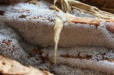 Ceratiomyxa fruticulosa var. fruticulosa image