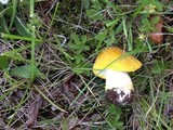 Amanita flavorubens image