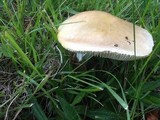 Amanita flavorubens image