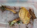 Boletus badius image