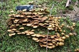 Kuehneromyces lignicola image