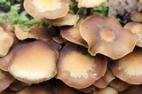 Kuehneromyces lignicola image