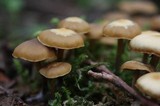 Kuehneromyces lignicola image