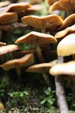 Kuehneromyces lignicola image