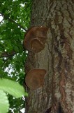 Phellinus tremulae image