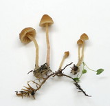 Galerina clavata image