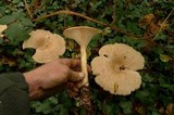 Infundibulicybe geotropa image