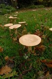 Infundibulicybe geotropa image