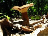 Lactarius gerardii image