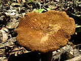 Lactarius gerardii image