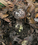 Gomphidius oregonensis image