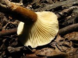 Lactarius gerardii image