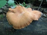 Rhodotus palmatus image