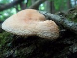 Rhodotus palmatus image