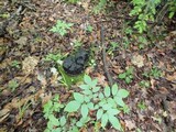 Polyporus umbellatus image