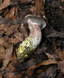 Gomphidius oregonensis image