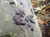 Hypoxylon fragiforme image
