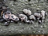 Hypoxylon fragiforme image