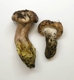 Gomphidius oregonensis image