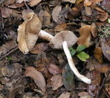 Hebeloma crustuliniforme image