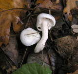 Hygrophorus eburneus image