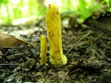 Clavariadelphus pistillaris image