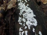 Ceratiomyxa fruticulosa var. fruticulosa image