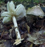 Megacollybia rodmanii image