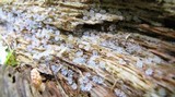 Ceratiomyxa fruticulosa var. fruticulosa image